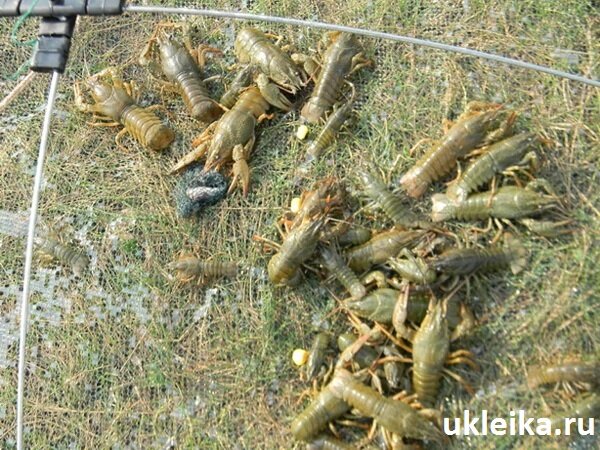 какой штраф за ловлю раков в московской области какой штраф за ловлю раков в московской области